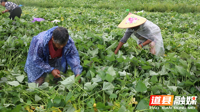 道县:红薯喜丰收 农户收获忙1_副本.bmp 道县:红薯喜丰收 农户收获忙1_副本.bmp