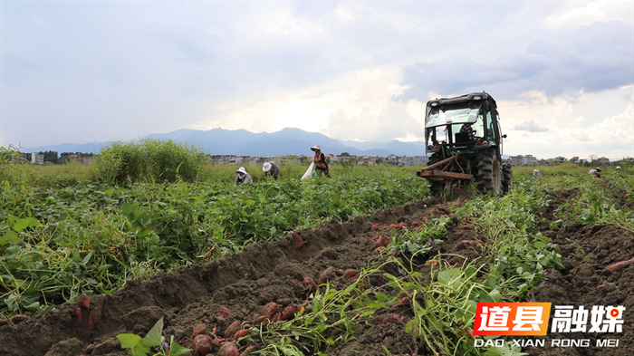 道县:红薯喜丰收 农户收获忙7_副本.bmp 道县:红薯喜丰收 农户收获忙7_副本.bmp