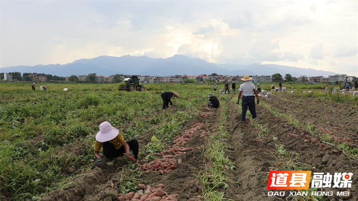 道县:红薯喜丰收 农户收获忙4_副本.bmp 道县:红薯喜丰收 农户收获忙4_副本.bmp