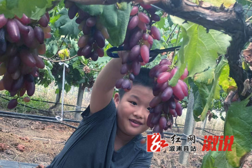 红网稿件图片我.jpg