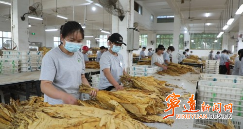 宁远：烤烟收购平稳有序 收购任务过半2_副本500.jpg