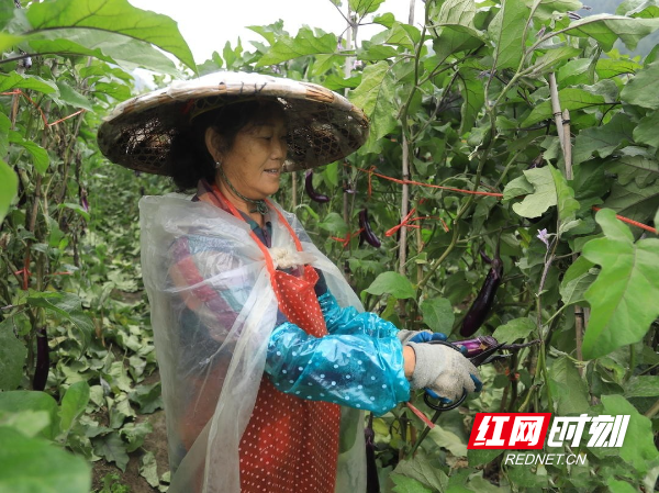 蒋坊乡：红茄迎丰收 秋来满眼好“丰”景1.jpg