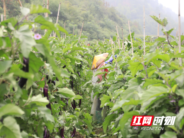 蒋坊乡：红茄迎丰收 秋来满眼好“丰”景2.jpeg