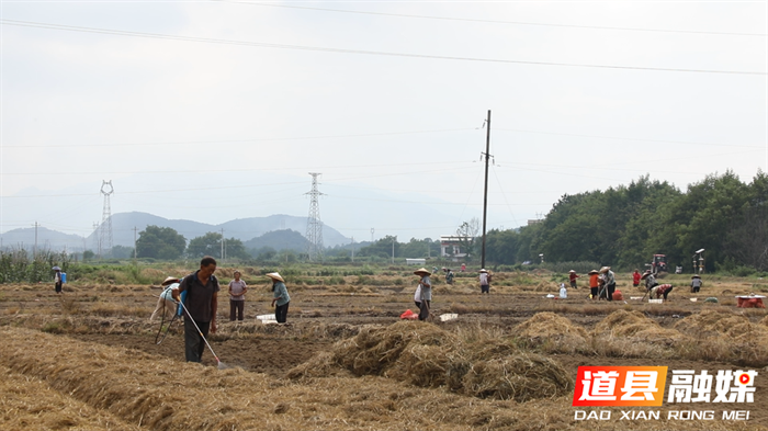 道县：秋播秋种正当时 小藠头带来大“钱”景2_副本.bmp