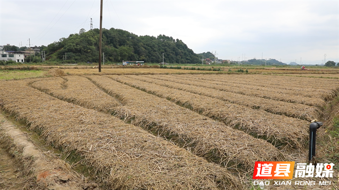 道县：秋播秋种正当时 小藠头带来大“钱”景5_副本.bmp