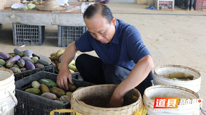 0907道县：八月瓜喜丰收 野果变成致富果3.bmp