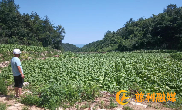 新拓展的烟叶种植地.png