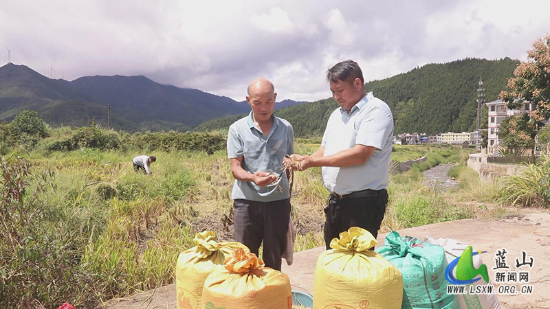 大桥瑶族乡：调集农机抢收中稻 确保粮食颗粒归仓2_1.jpg