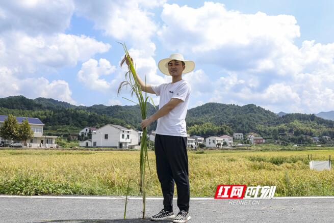 組圖丨 瀏陽巨型稻喜獲豐收：高2米，有效顆粒一株達460粒