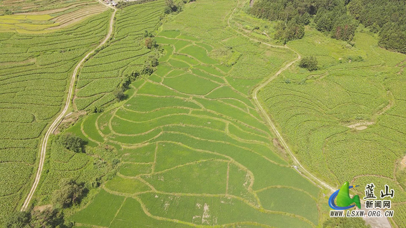 毛俊镇上溪村：深山“八月瓜” 变成“致富果”1.jpg