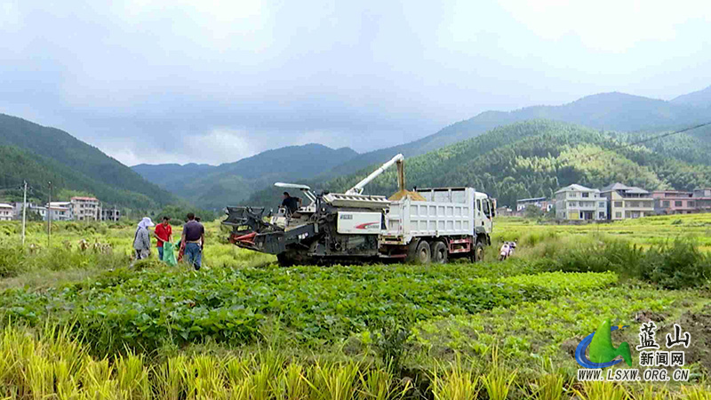 蓝山：“订单式种粮”让农户种无忧、销不愁1.jpg