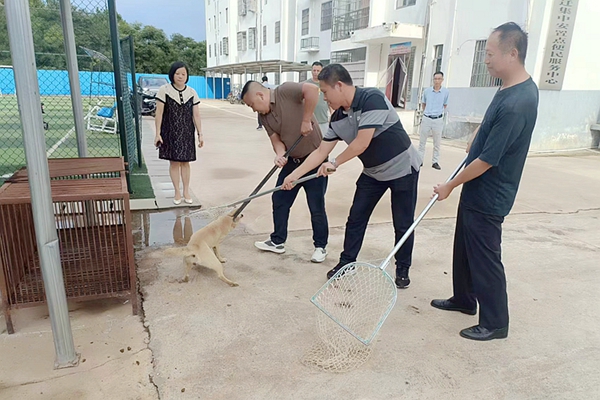 整治流浪狗。_副本.jpg