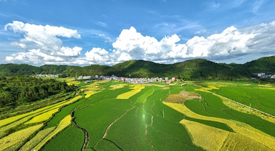 In pics: Rice Thrives in C China