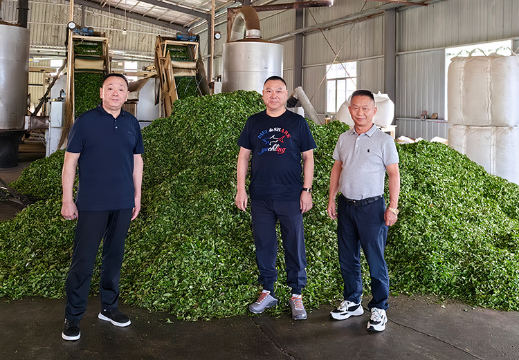 鲜叶-新闻尺寸.jpg