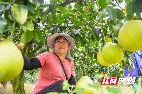 2023年9月23日，湖南省永州市道县梅花镇赤源村，村民在采摘蜜柚。 (8).jpg