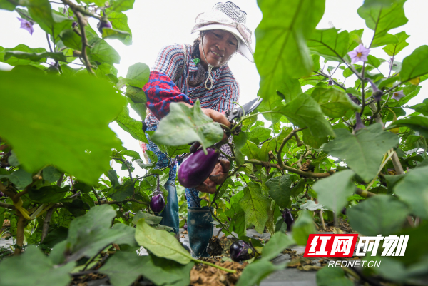 2023年9月23日，湖南省永州市道县清塘镇室家村，村民在采收茄子。 (3).jpg