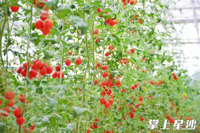 长沙乡吾生态农业科技有限公司的有机牛奶小番茄挂满枝头。袁思缘 摄