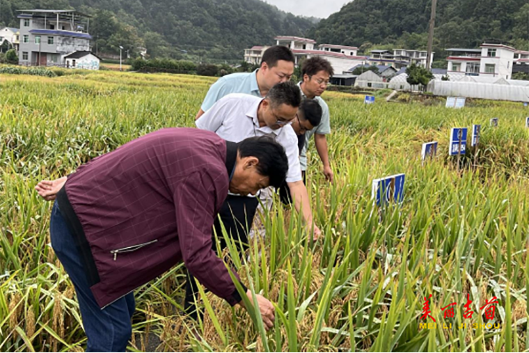 吉首市“低镉稻”品种种植示范 获突破助力农业高质量发展1.png