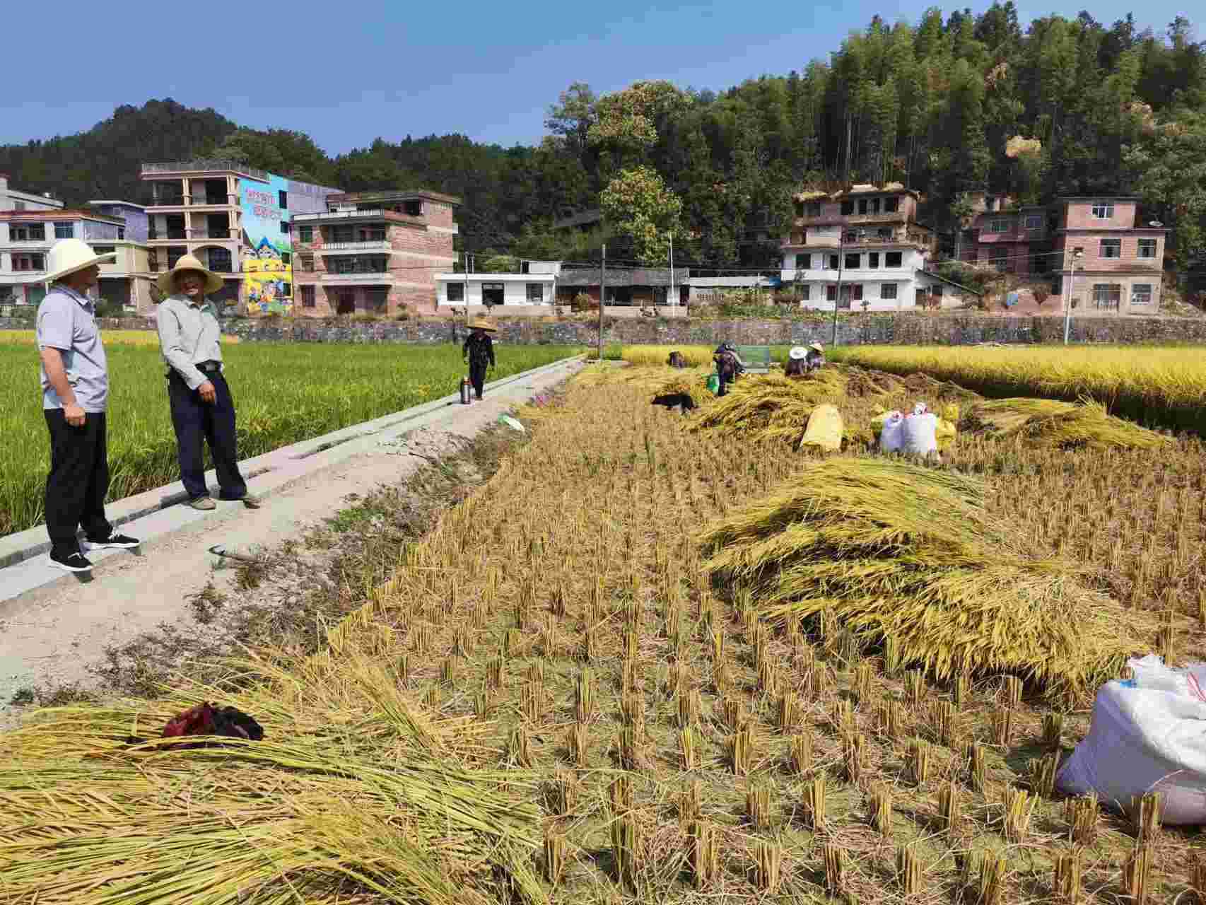 该镇纪委工作人员在雷峰村查看稻谷收割情况。单位供图