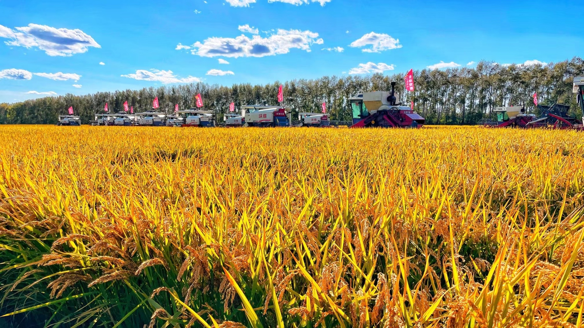 粮仓好“丰”景丨金秋十月,赴一场丰收之约_国内新闻_湖南红网新闻频道