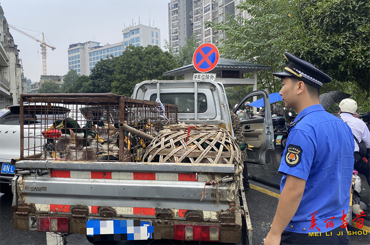 吉首城管：活禽整治不手软 执法监管不松懈1.png