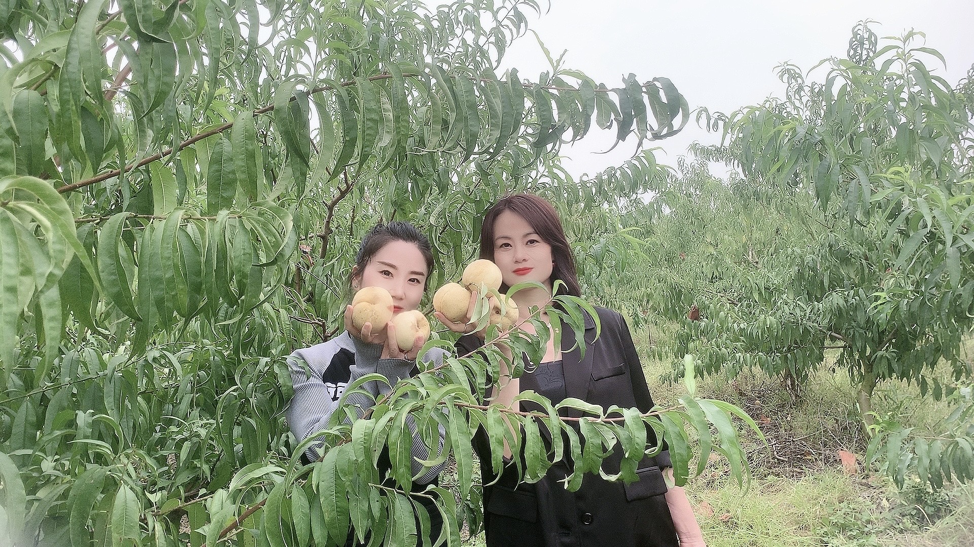 兔湖垸冬枣.jpg