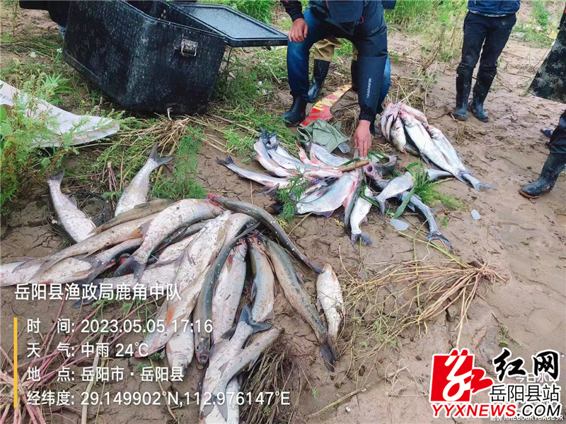 现场发现泥鳅若干 各类渔获物货近百余斤.jpg