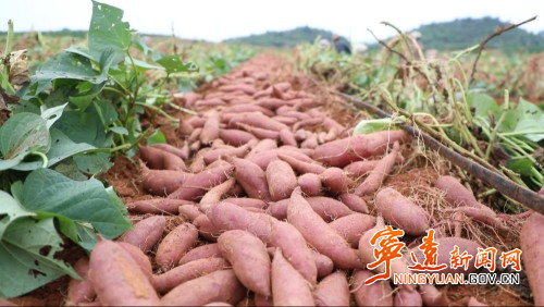 寧遠(yuǎn)：巧用荒地種紅薯  喜獲豐收助增收1_副本500.jpg