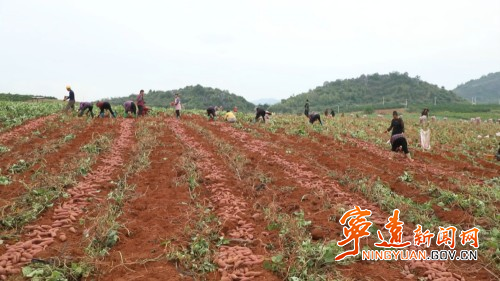 寧遠(yuǎn)：巧用荒地種紅薯  喜獲豐收助增收2_副本500.jpg