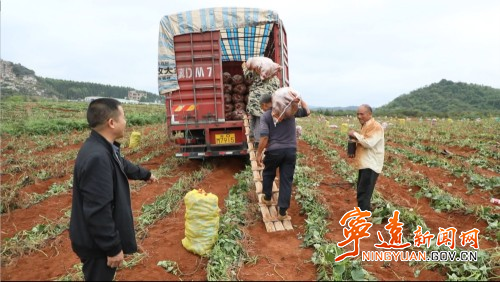 寧遠(yuǎn)：巧用荒地種紅薯  喜獲豐收助增收3_副本500.jpg
