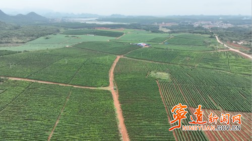 寧遠(yuǎn)：巧用荒地種紅薯  喜獲豐收助增收4_副本500.jpg