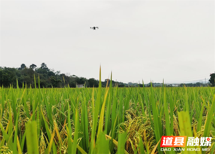 道县梅花镇：无人机金秋播撒紫云英 护了环境肥了田2_副本.png