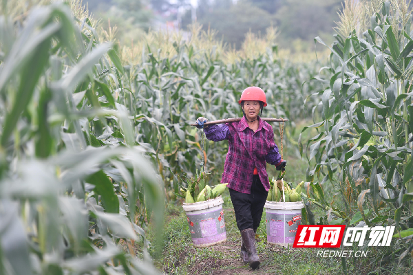湖南道县：鲜食玉米丰收 农民收获忙（组图）