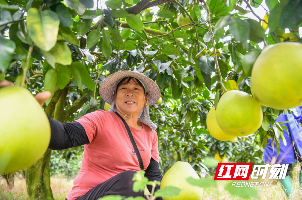 湖南道县：秋分至 收获忙（组图）