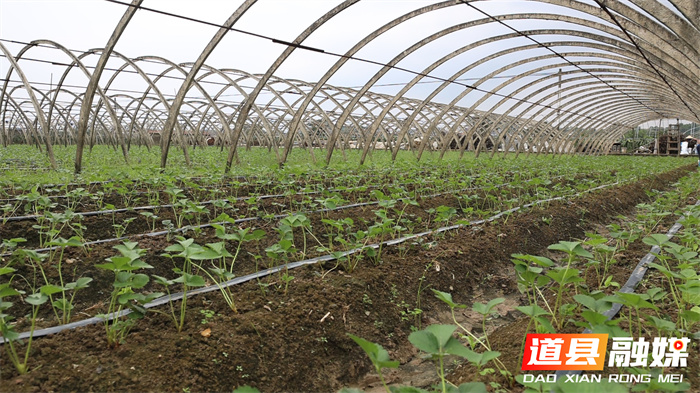 道县：草莓管护助增收1_副本.jpg