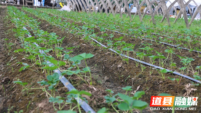 道县：草莓管护助增收3_副本.jpg