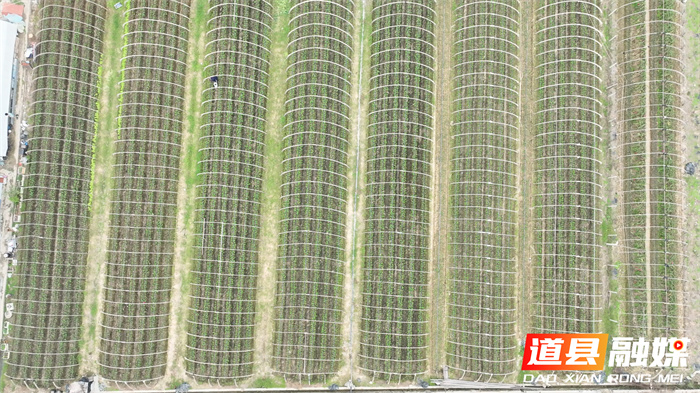 道县：草莓管护助增收4_副本.jpg