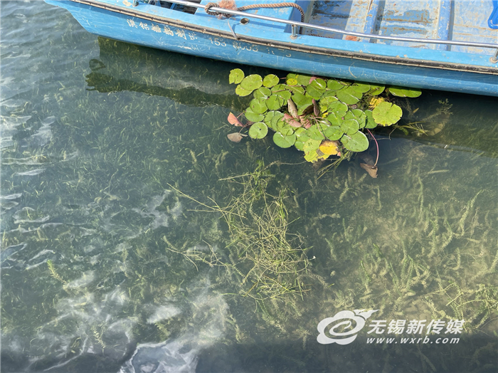 无锡：水下“荒漠”变“森林”，生态修复久久为功护好一湖碧水