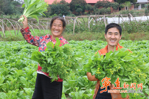 宁远：蔬菜喜丰收_副本500.jpg