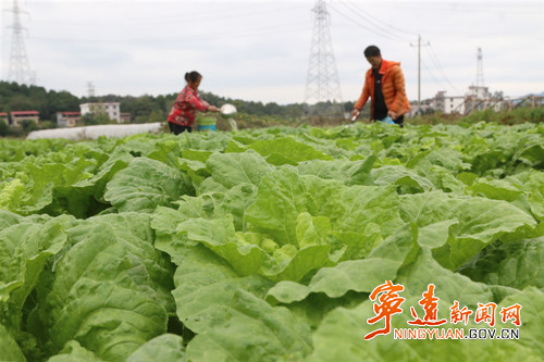 宁远：蔬菜喜丰收2_副本500.jpg