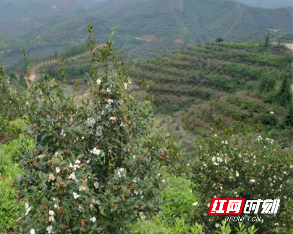 新邵林业：优化营商环境促进油茶产业高质量发展_邵商网