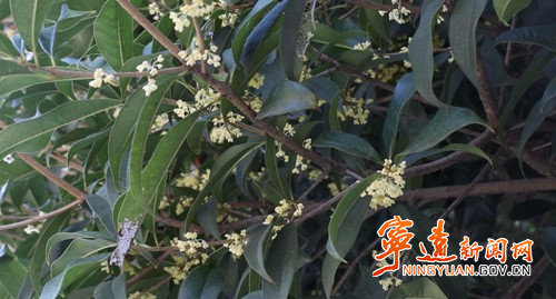 宁远：金秋十月桂花开  清香四溢扑面来_副本500.jpg
