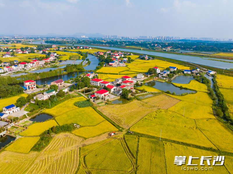 望城区高塘岭街道农田一片金黄，农机手正驾驶收割机在金色稻海中来回穿梭。  均为长沙晚报全媒体记者邹麟摄