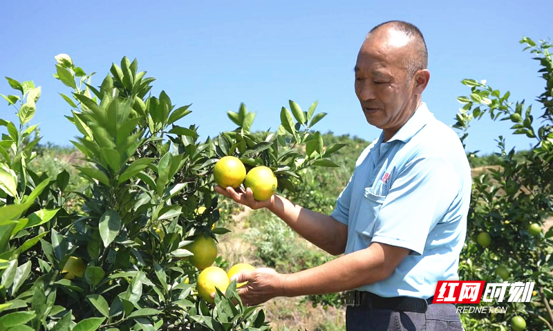 龙村瑶族村脐橙2_副本.jpg