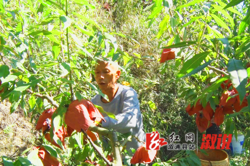 红网稿件图片3.jpg