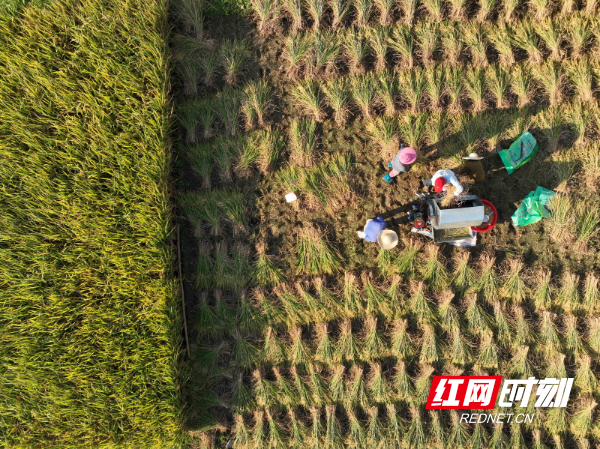 2023年10月22日，在湖南省永州市道县白马渡镇新团结村，农民在收获晚稻。 (2).jpg