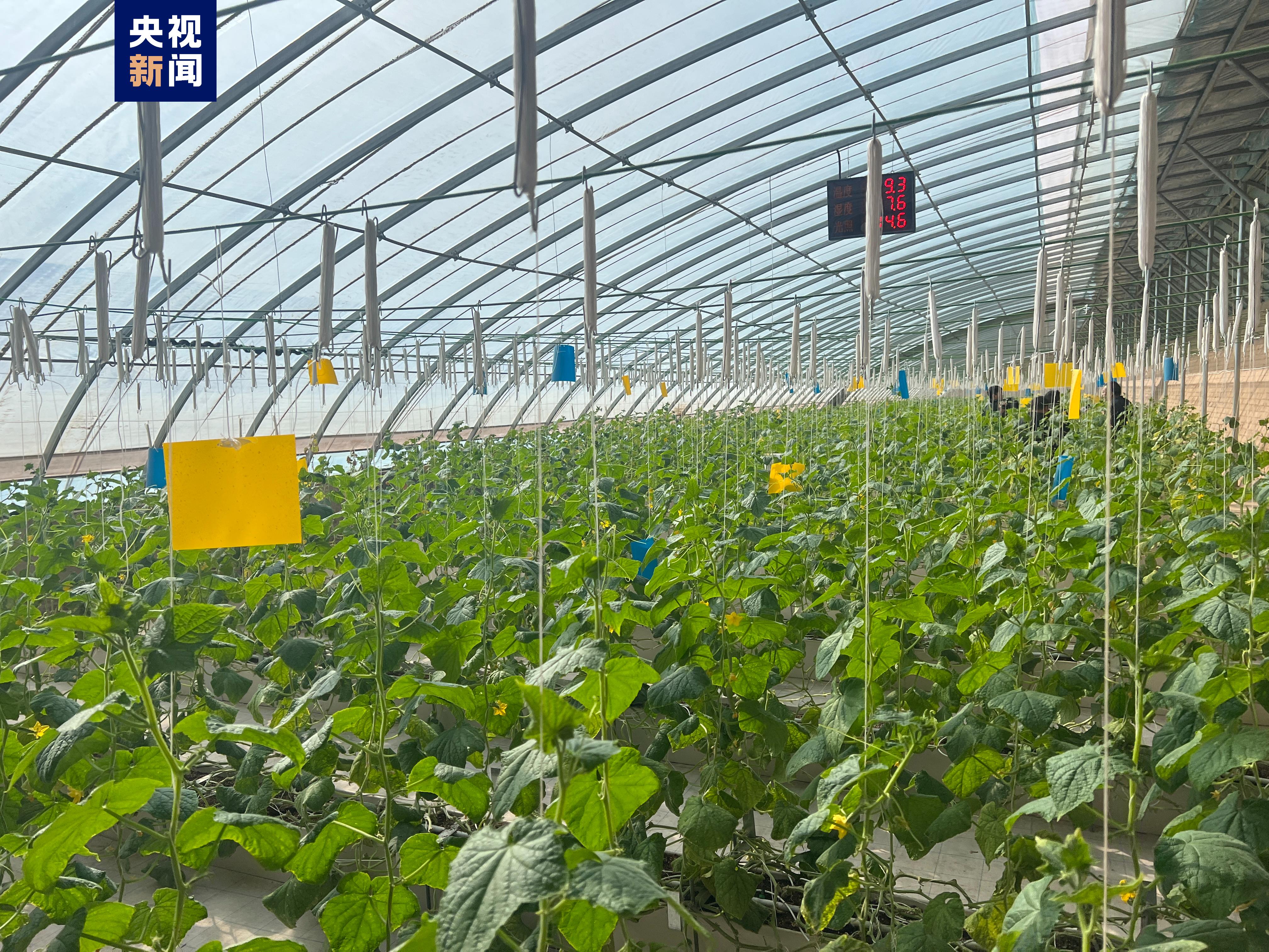 △喀什市日光温室智能化改造公益项目蔬菜大棚。
