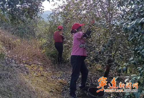 宁远：又是一年“霜降”至   瑶乡油茶采摘忙_副本_副本500.jpg