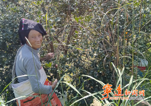 宁远：又是一年“霜降”至   瑶乡油茶采摘忙2_副本_副本500.jpg
