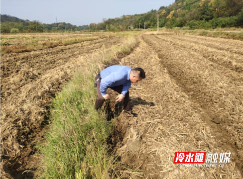 查看油菜发芽.png